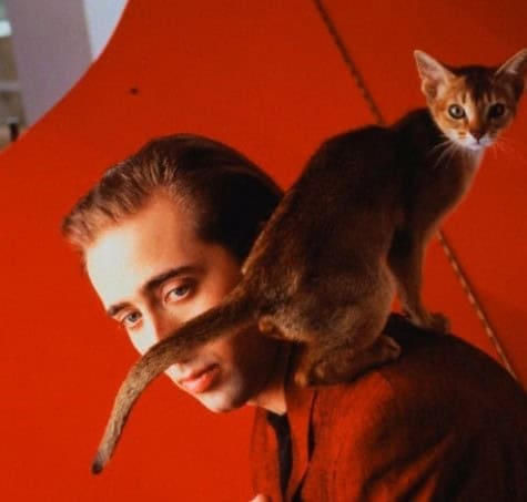 nicolas cage cat
