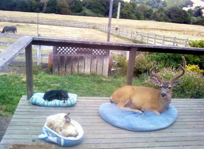oh-deer