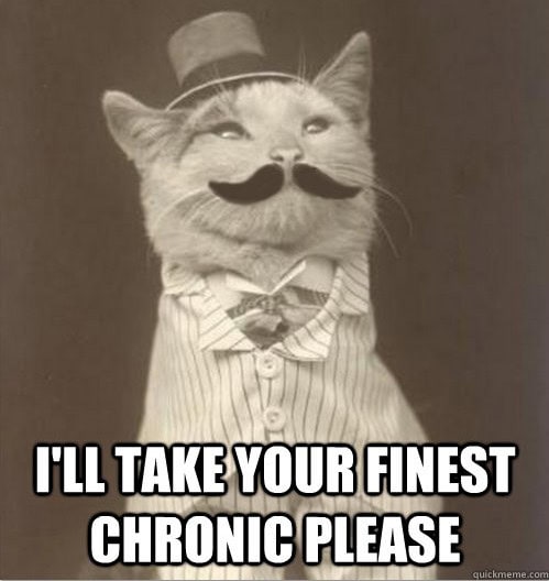 original business cat meme