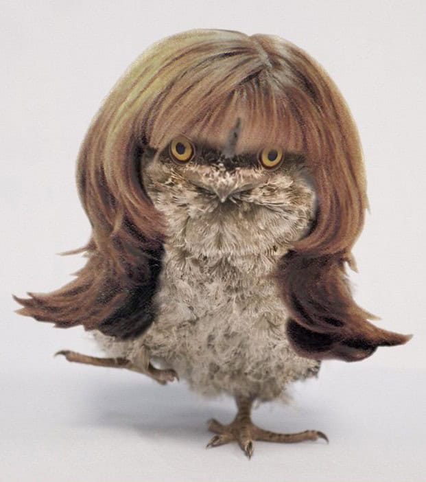 owl wig