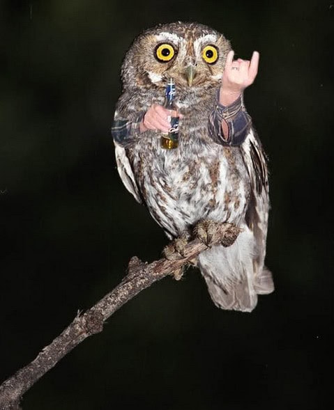 owl with arms