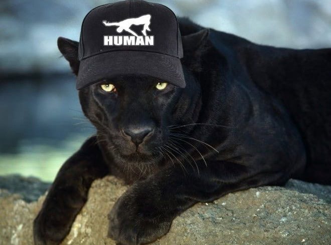parallel universe puma