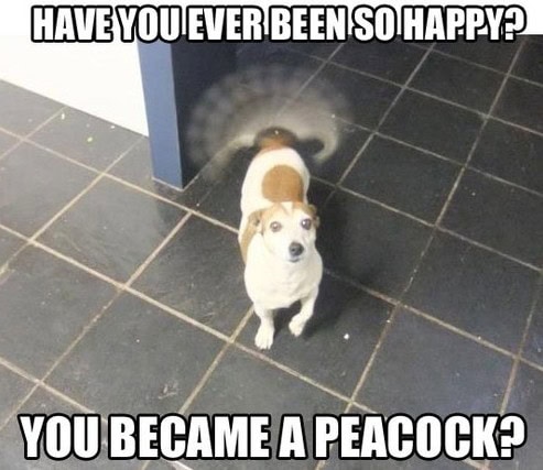 peacock dog