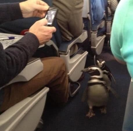 penguin plane