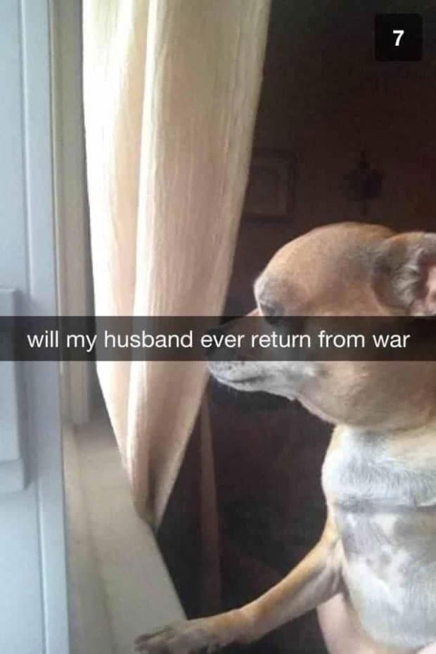 pet-snapchats