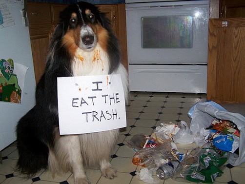 pet shaming funny