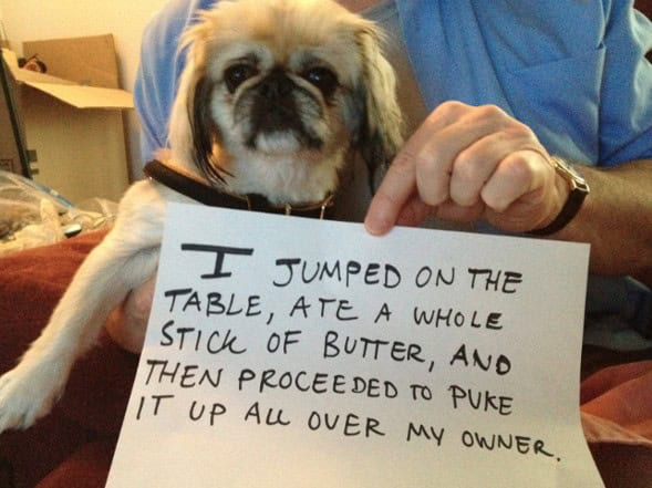 pet shaming gallery