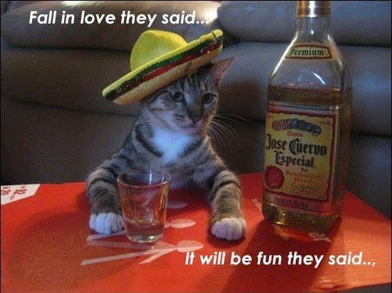 relationship-cat