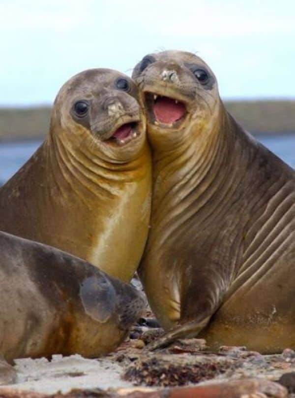 say-cheese-best