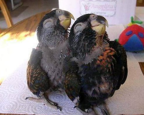 say-cheese-birds