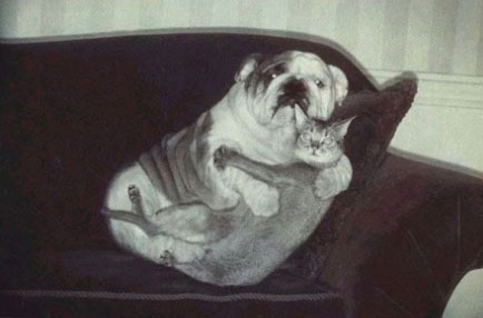 say-cheese-cat-dog