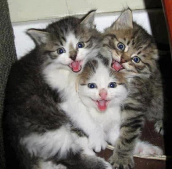 say-cheese-cats