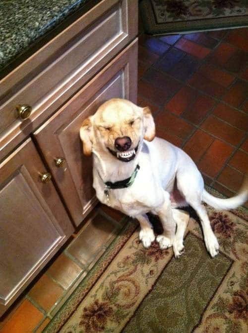 say-cheese-dogs