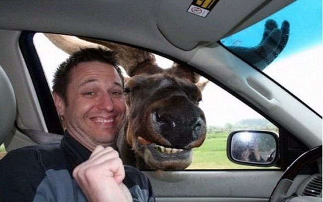 say-cheese-moose