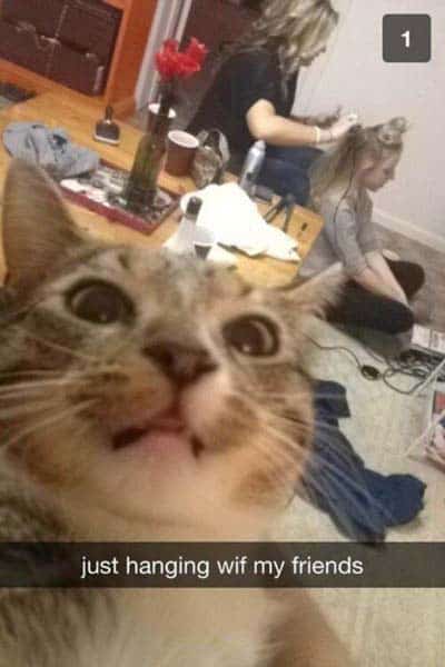 snapchat-cat
