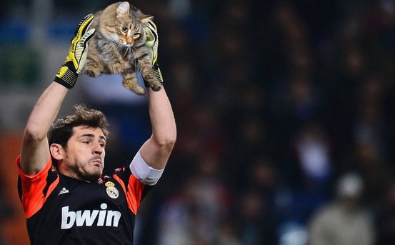 soccer cats
