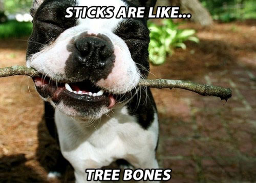stone-dog-memes