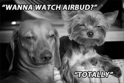 stoned-dog-funny