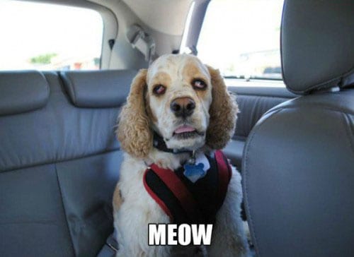 stoned-dog-meow