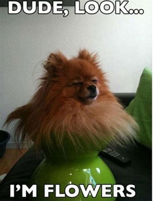stoned-dog-pics