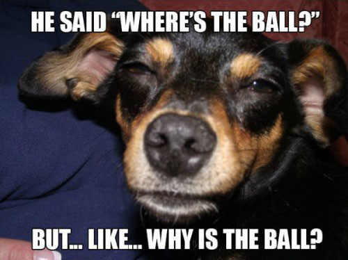 stoned-dog-pictures