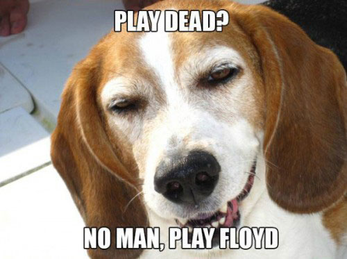 stoned-dog-reddit