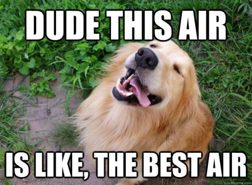 stoned-dogs-funniest