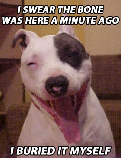 stoned-dogs-photo