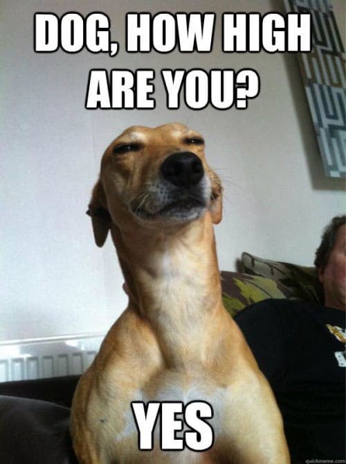 stoned-dogs