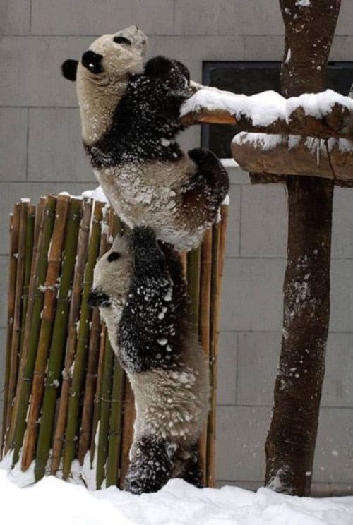 teamwork-animals