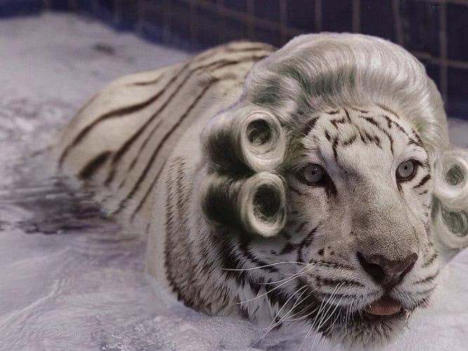 tiger wig