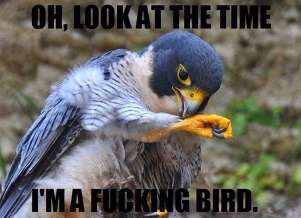time bird