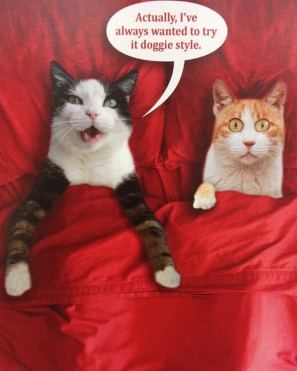 valentines day card cats