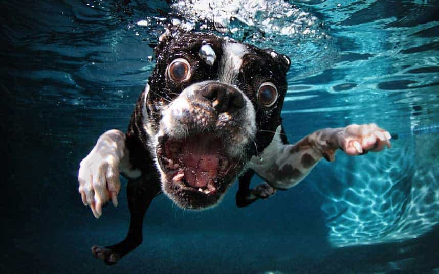 viral-dog-photos