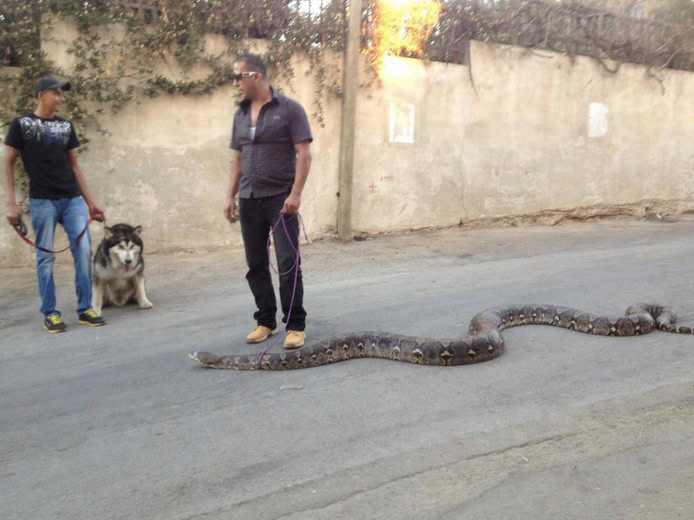 walking snake