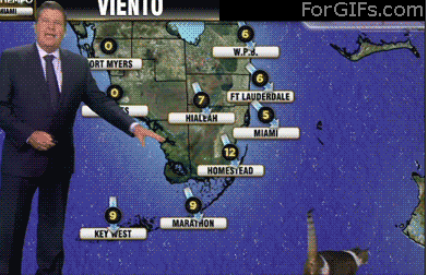weatherman cat