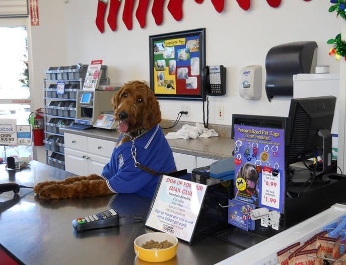 will work for beggin strips
