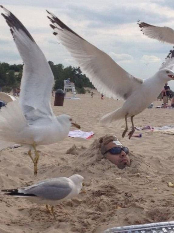 wrong place wrong time birds