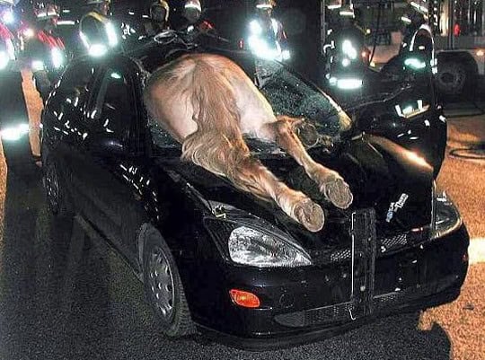 wrong place wrong time horse