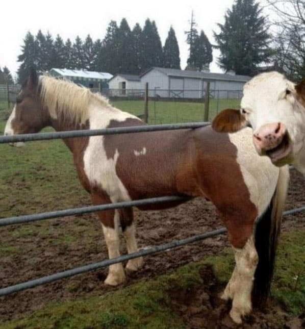 your-an-idiot-photo