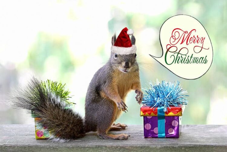 chiristmas squirrel caught by police