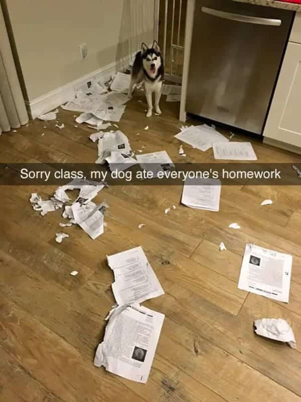 ate everyones homework funny dog meme