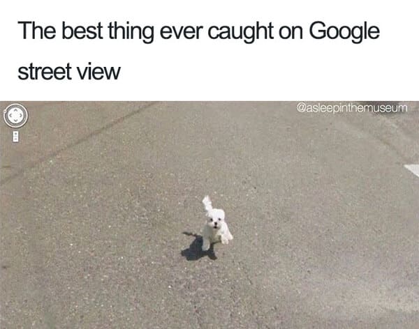 cute puppy google street view dog meme