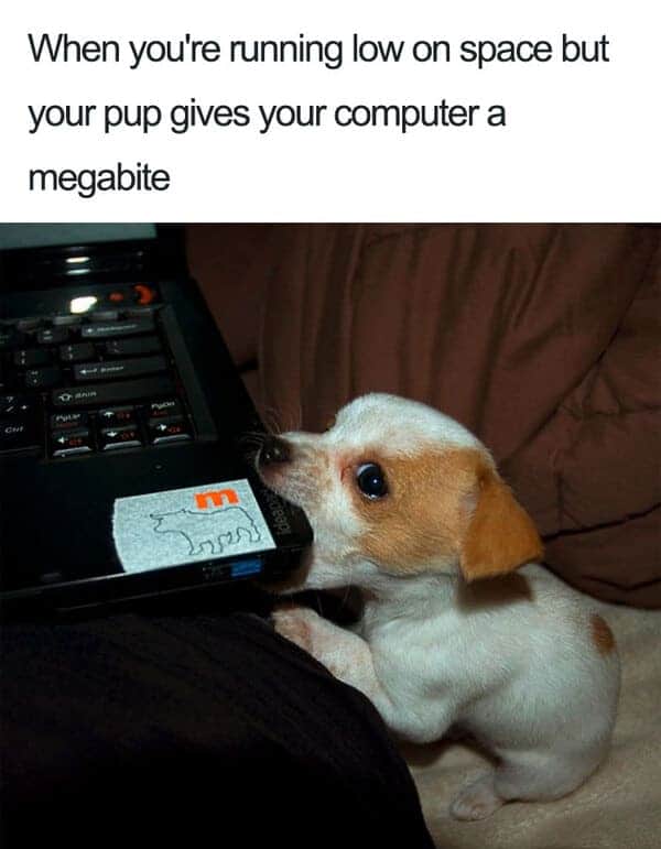 puppy biting computer cute dog meme