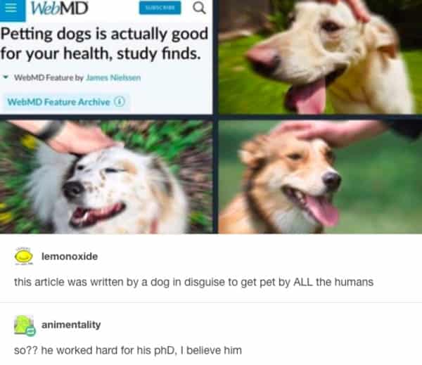 funny dog meme