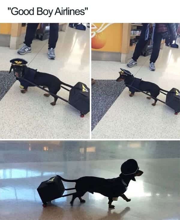 pilot dog meme