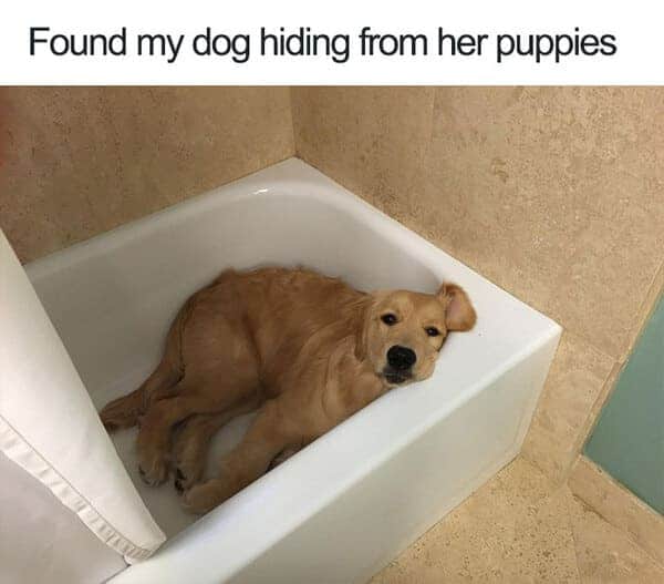 hiding from puppies dog meme