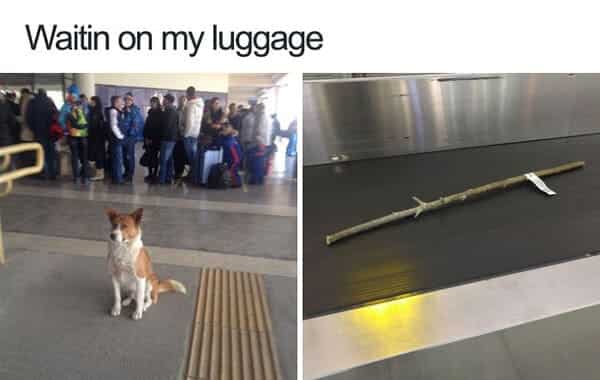 funny luggage dog meme
