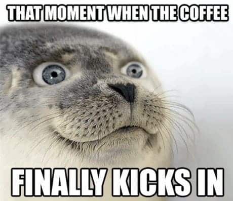funny happy seal coffee meme