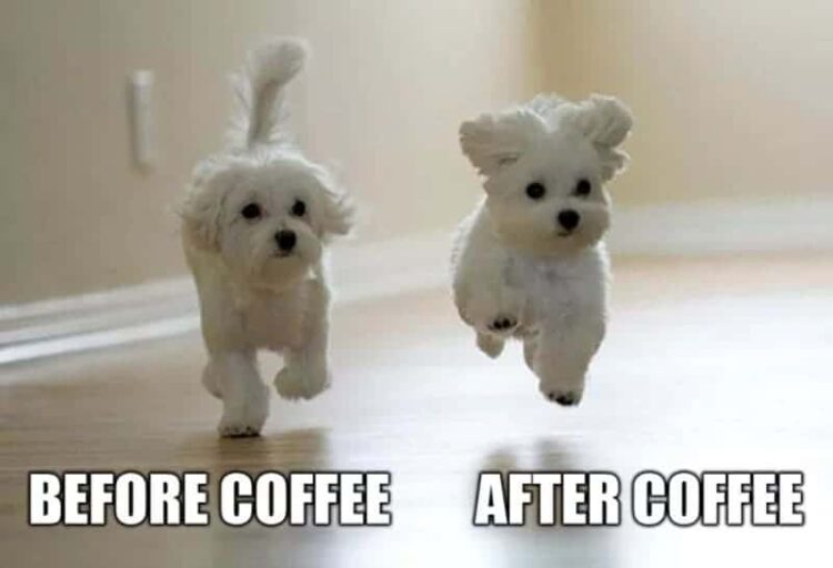 coffee makes me feel cute meme